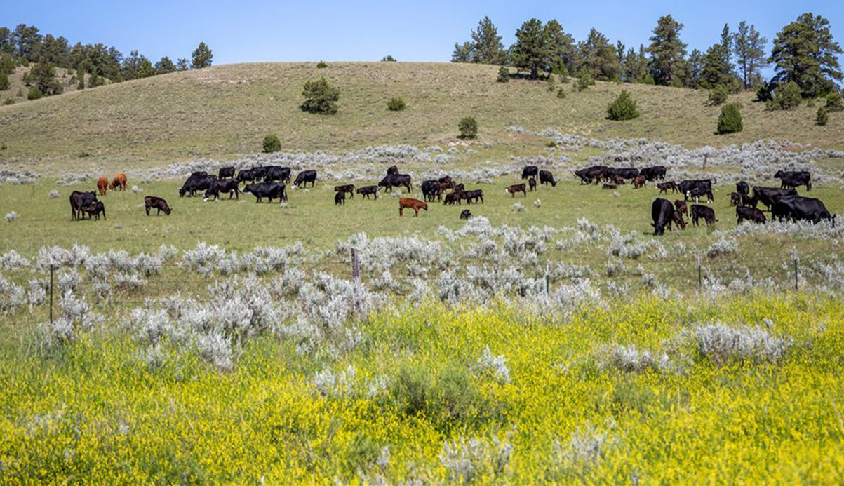 Today's Beef Farmers and Ranchers Focus on Sustainability